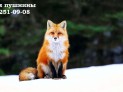 Красноярск приём шкурок лисы 