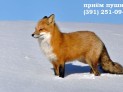 приём лисы в Красноярске