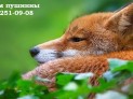 Красноярск приём лисы