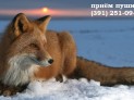Красноярск закупка лисы