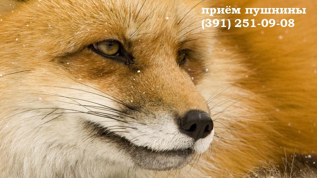 Фото лисы рыжей — изображение дикого животного в лесу